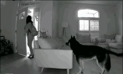 女主人前脚刚走，这狗子就.....太猥琐了.......[捂脸哭]​​​