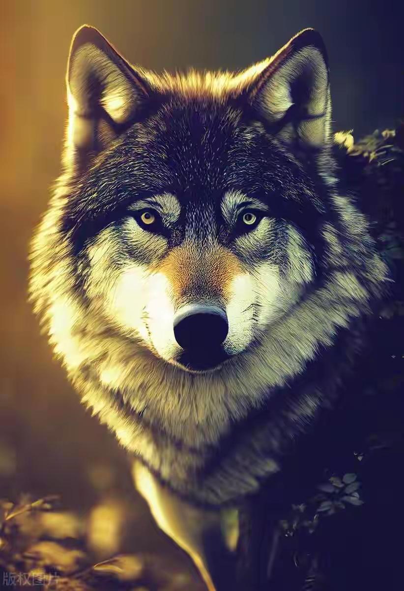 森林里的生存智慧：体型更小的猞猁，为何能压制狼群？在人们的印象中，狼向来以