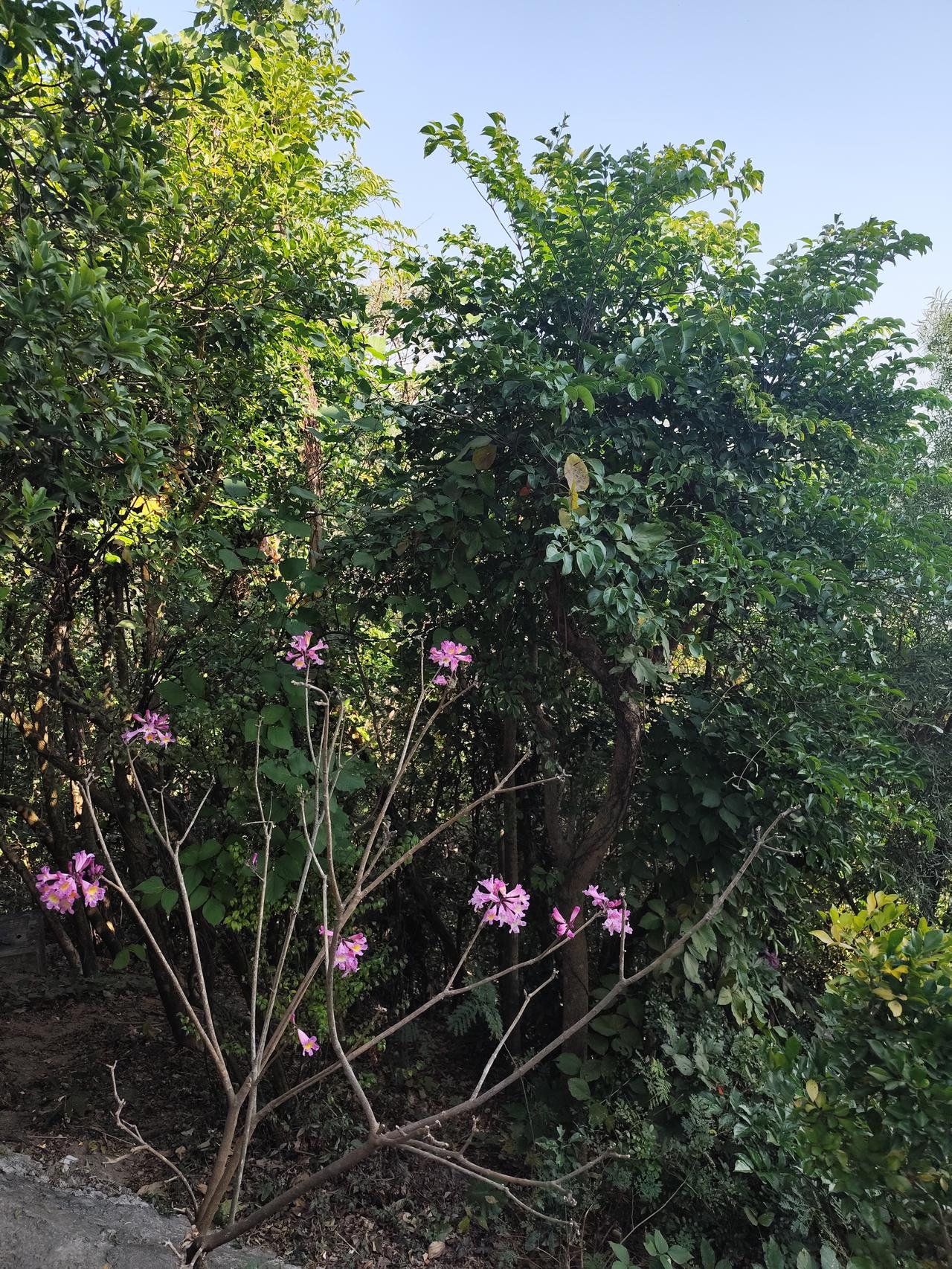 我回老家买了些茶叶，本地特产，准备带回来送人。有个老同学和我喝酒，说，你买的那些