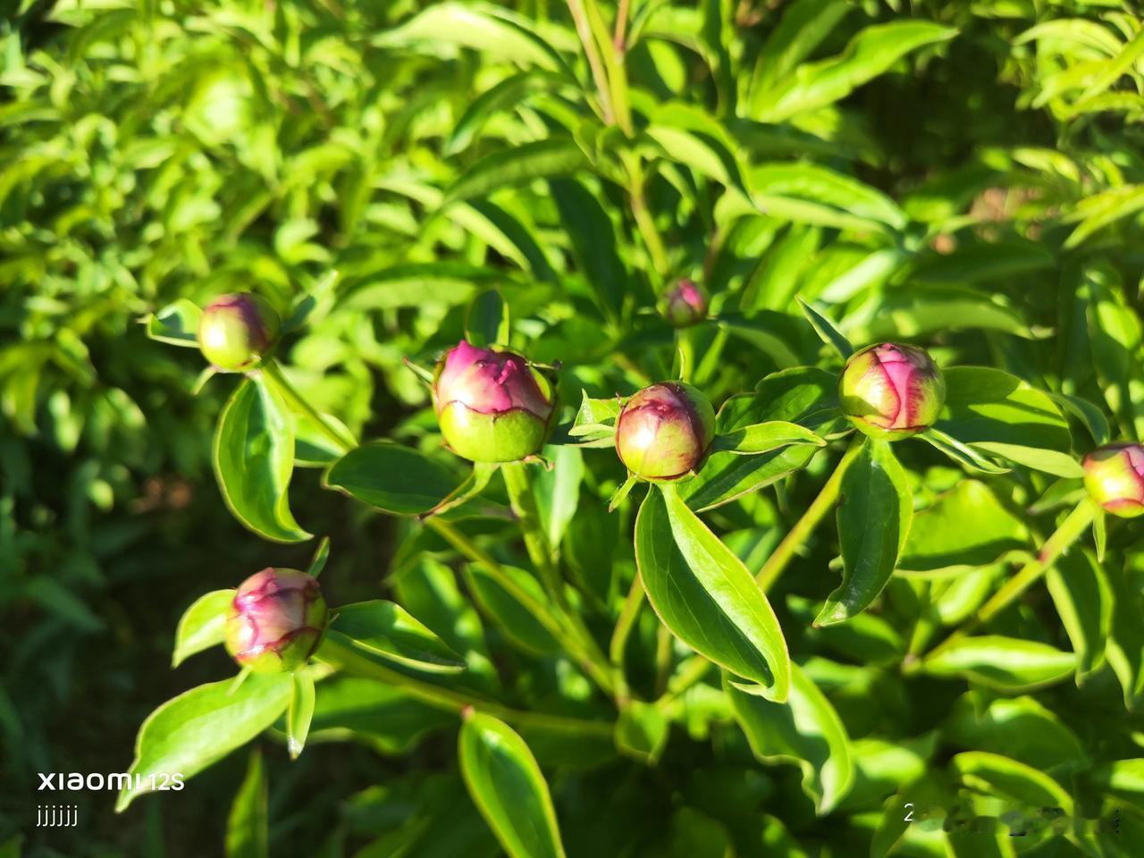 渭南人和公园的牡丹花竞相开放，争奇斗艳，美奂绝伦。牡丹观赏基地花园里赏牡丹