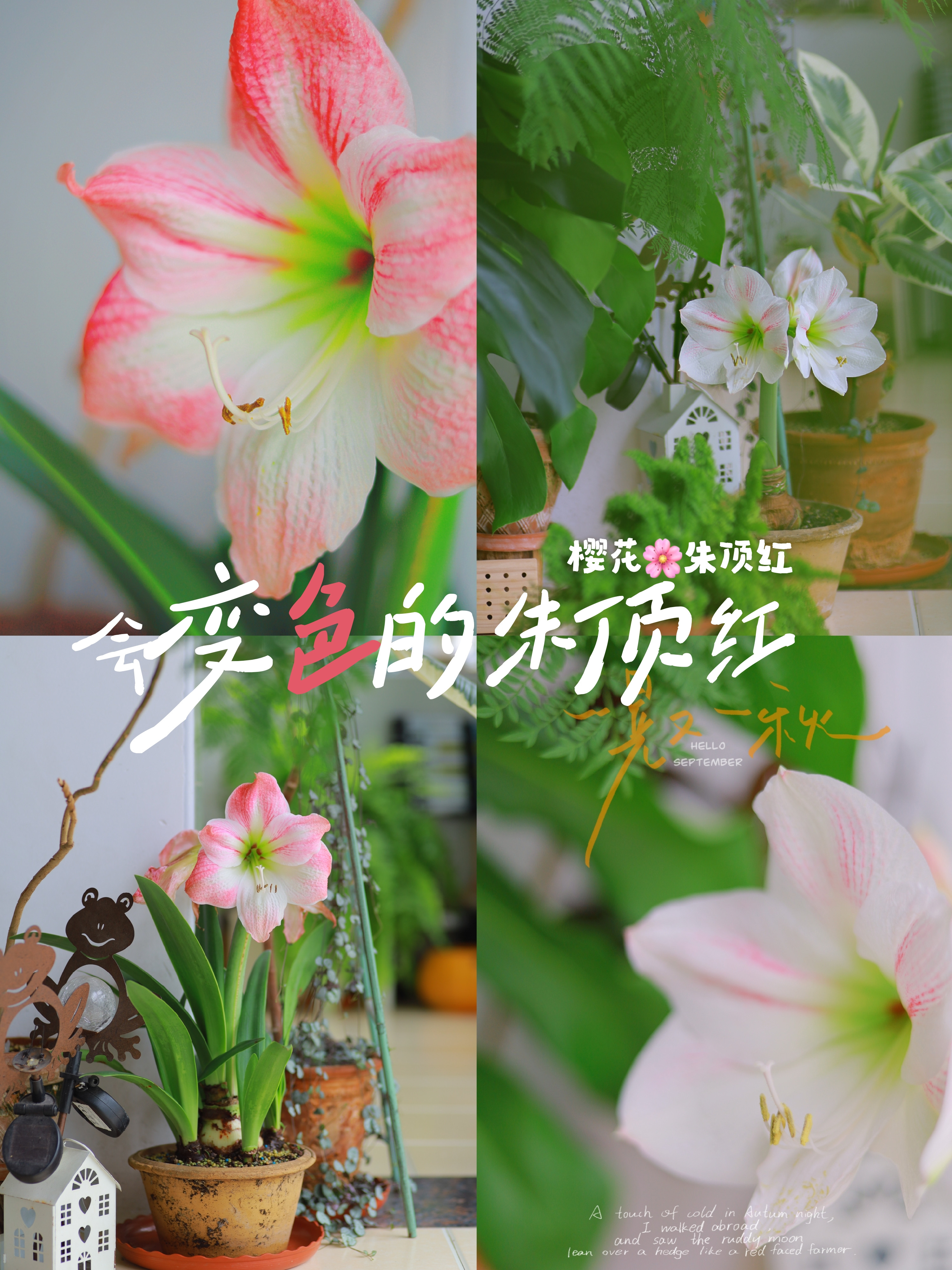 樱花朱顶红🌸|会变色的朱顶红