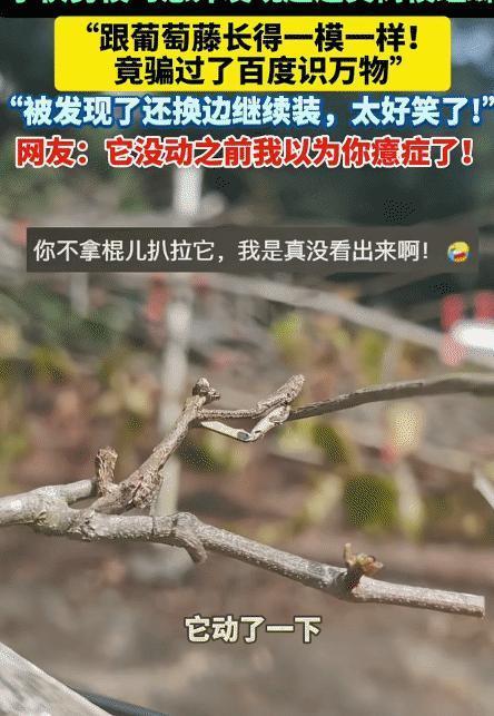 幸亏动作慢！10月18日广东一小伙修剪葡萄枝时，突然树枝竟然自己动了！他被吓一跳