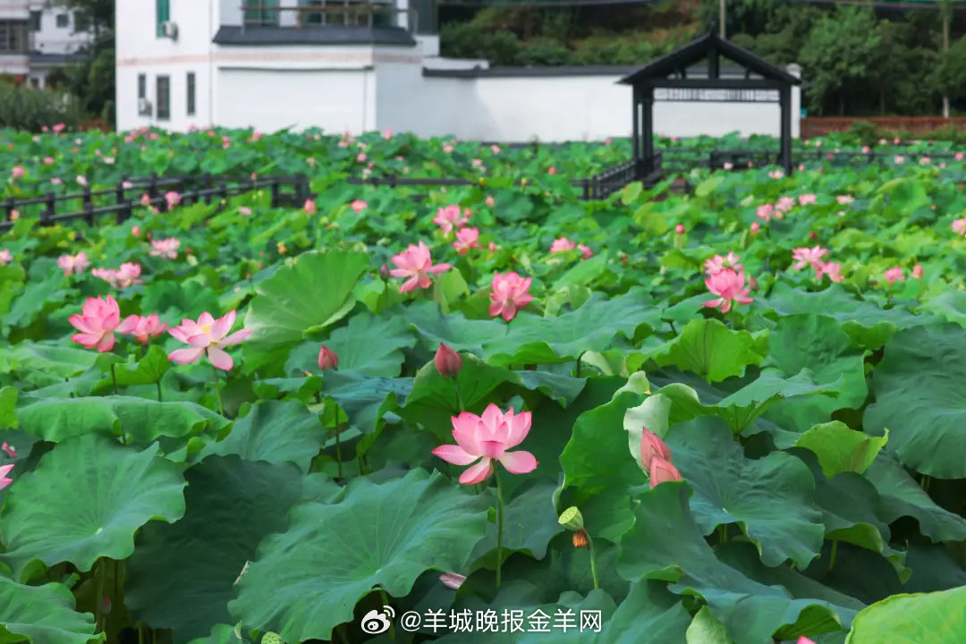 #晚安#给心灵松绑，让阳光照进来；给精神减压，让脚步轻盈起来。