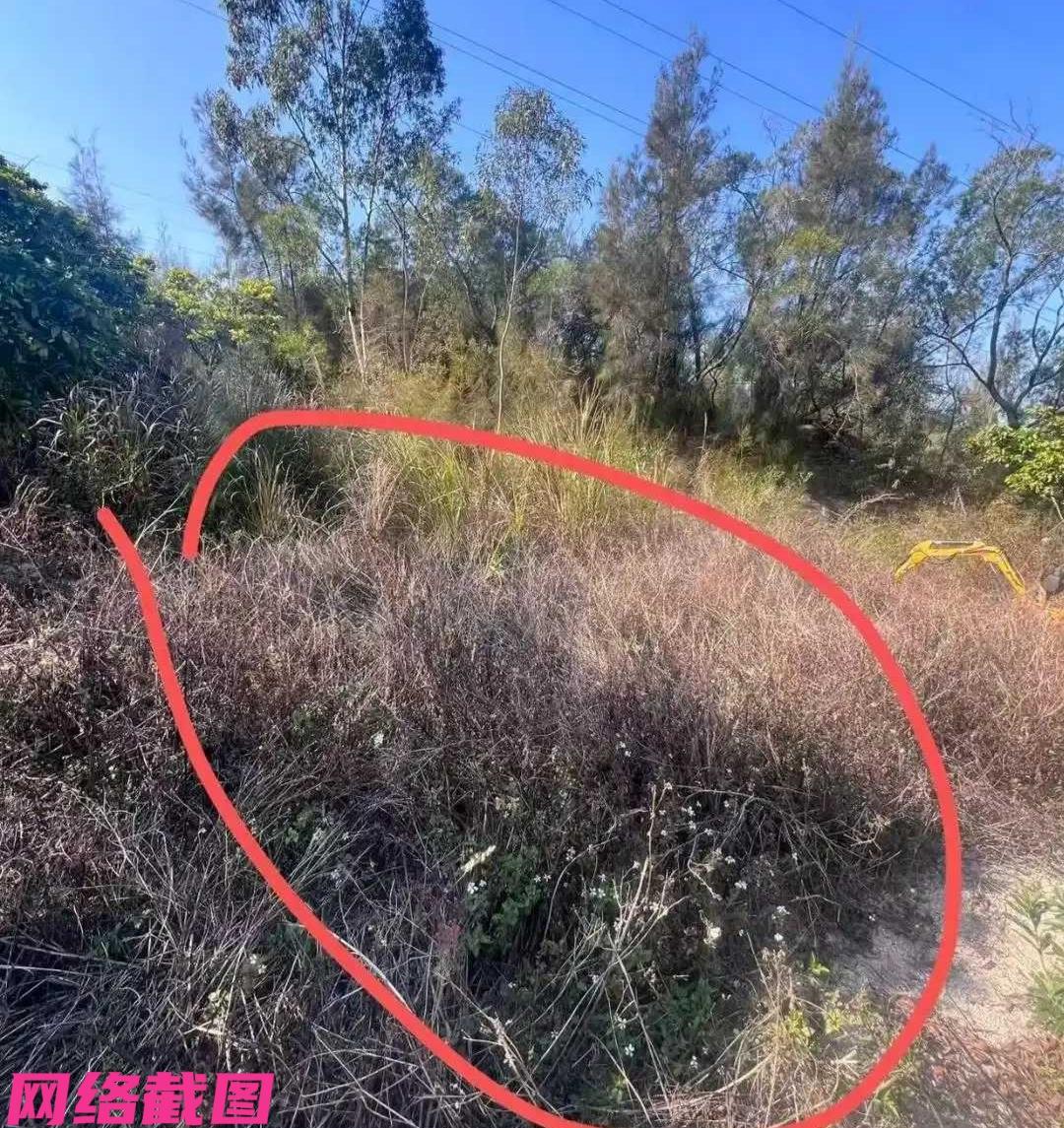 福建厦门有女生，偶然在网上看到可以九块九租菜地种菜。此刻女生心动，有这么便宜