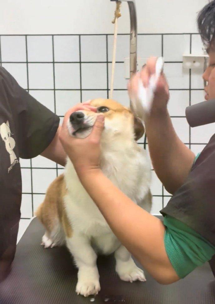 狗狗的心思都写在脸上了～