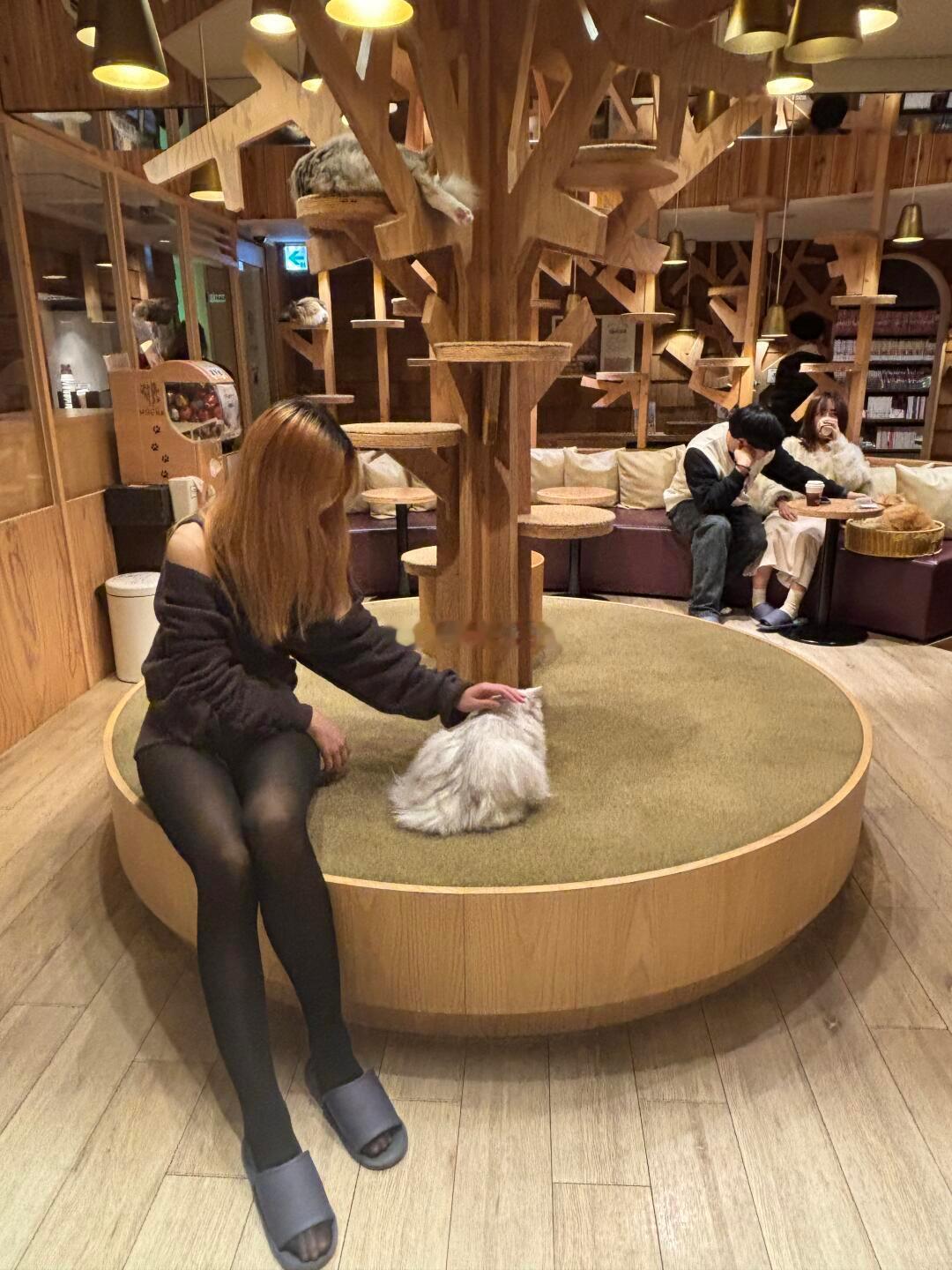 为什么猫咖没有狸花猫狸花猫要么丧彪要么社恐还会殴打同事[doge]​​​