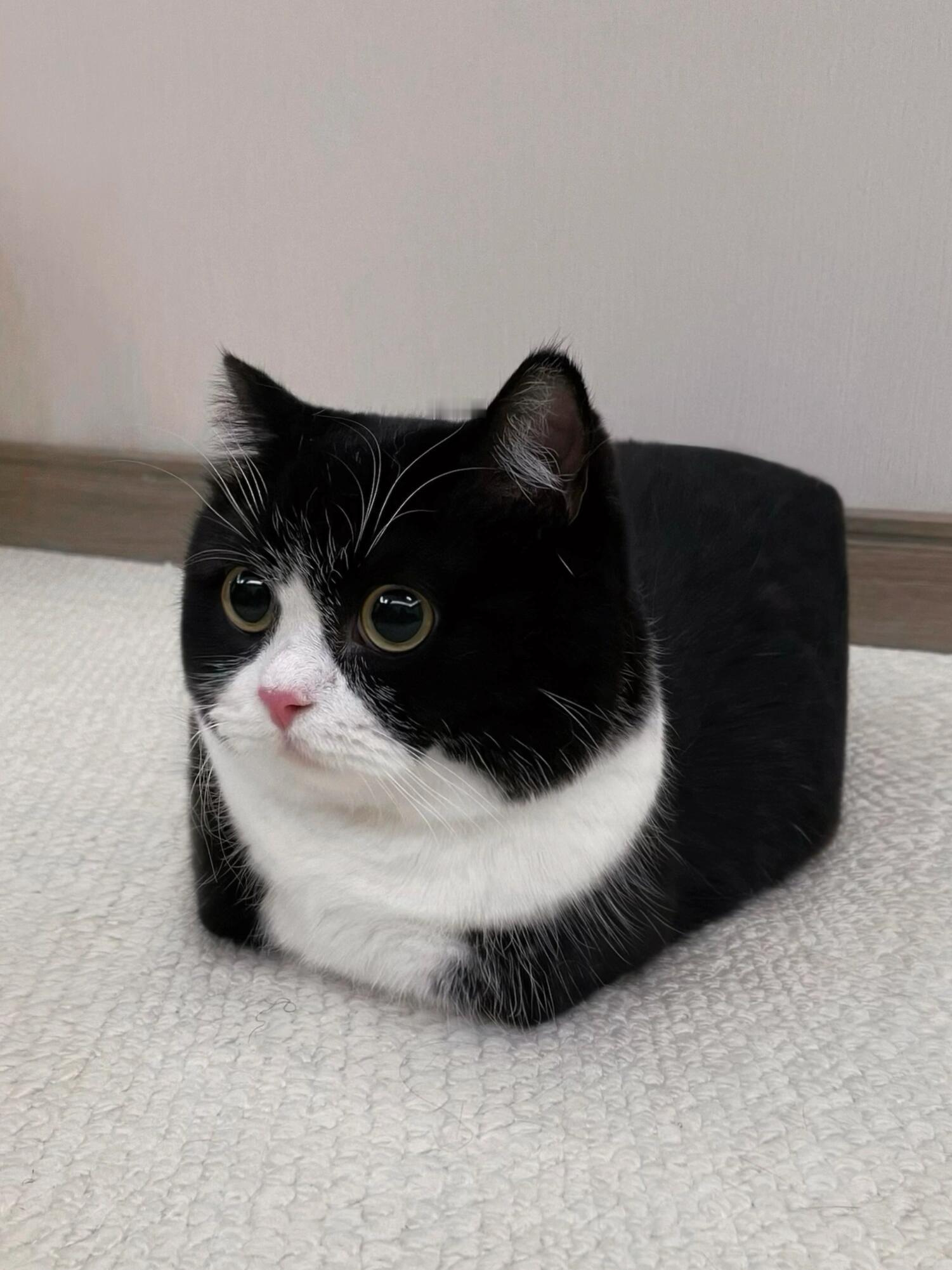 为猫方正​​​