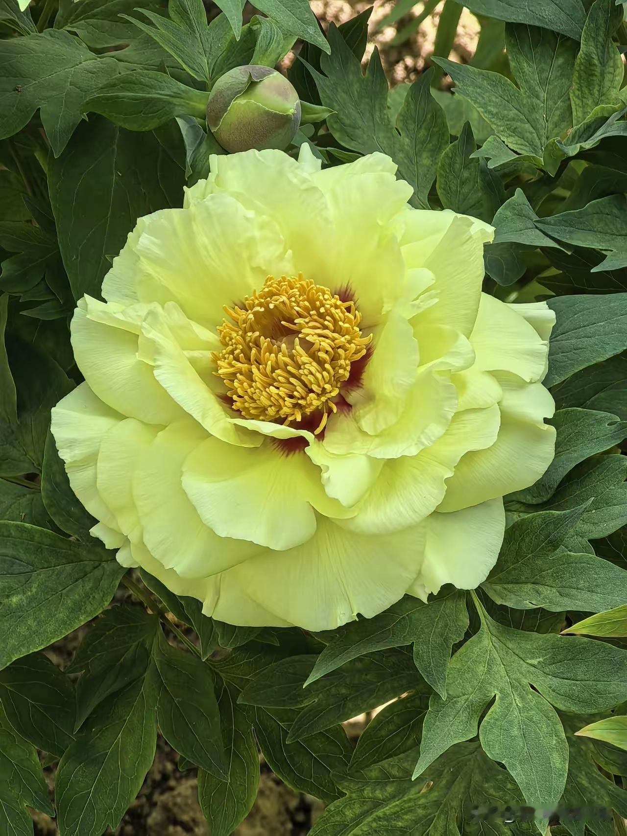 四月中旬的洛阳，牡丹盛开！国色天香，错过就又要等一年。洛阳牡丹的确美，有稀世孤