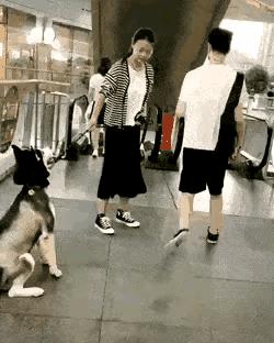 这女的看把狗给惯的还非得骑身上才走这是养了了个爹吗