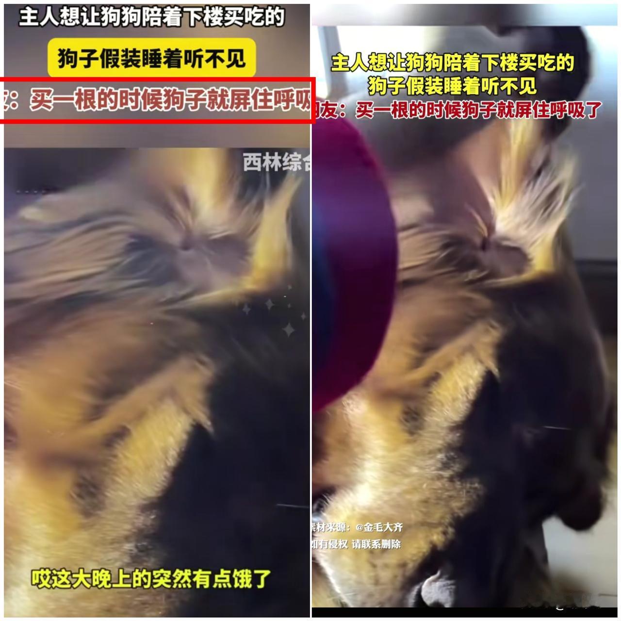 笑不活！江苏女子半夜饿了想下楼，不好意思叫醒熟睡的狗子，故意自言自语“谁陪我