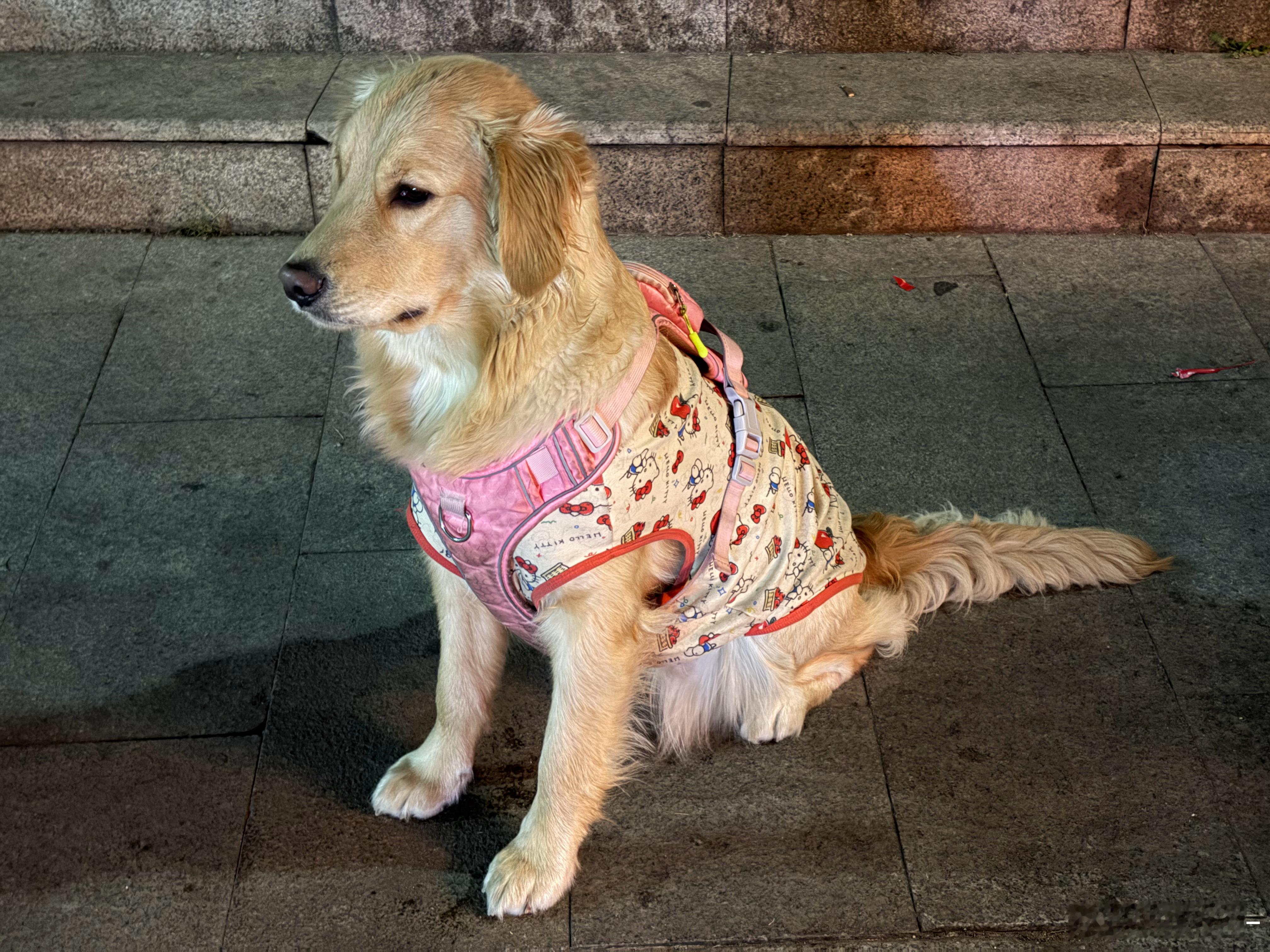 跟主人一块儿出摊的小金毛乖的不像狗我养的都是上串下跳的，随主人吗