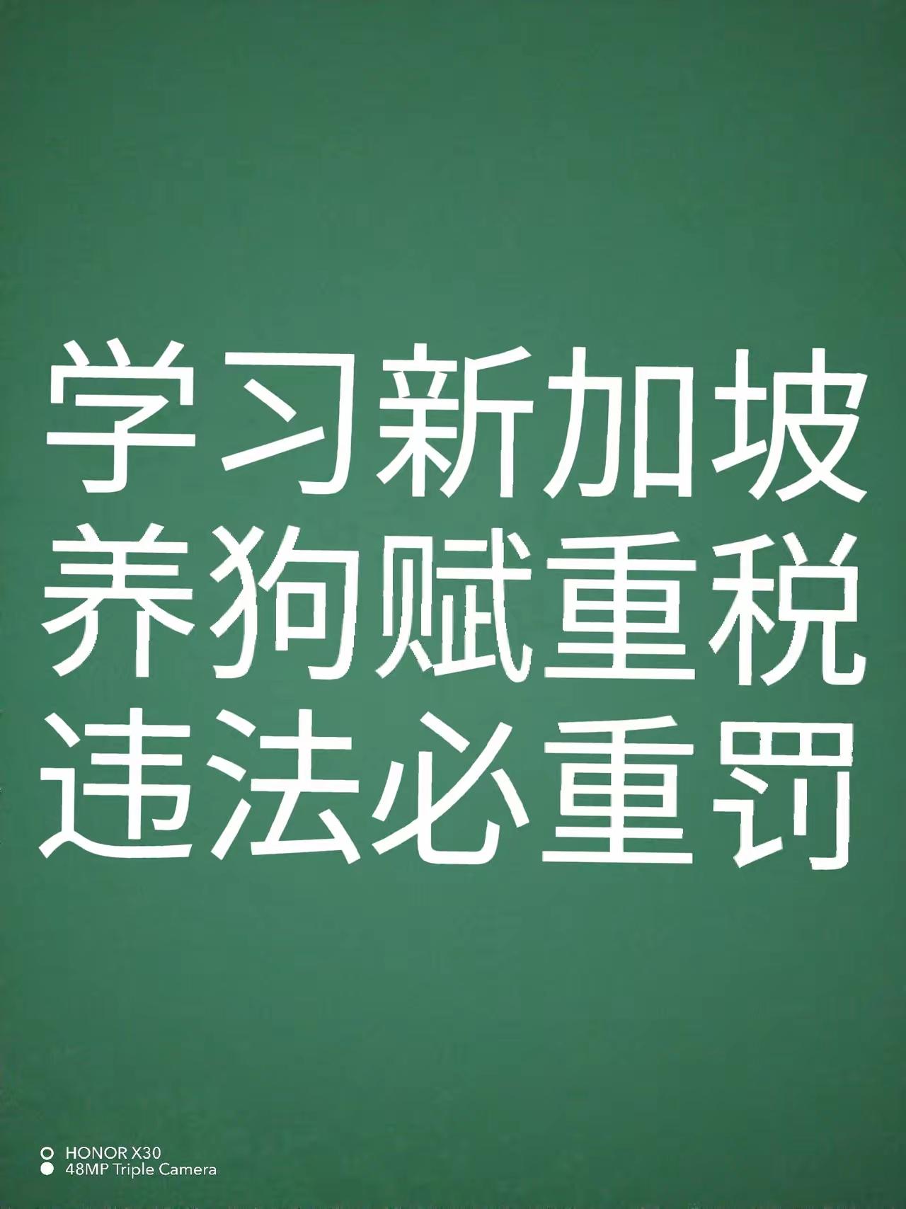 就见过一次溜狗既牵绳又戴嘴套的！