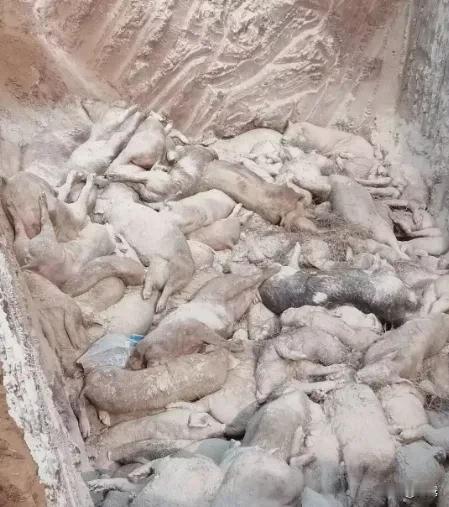 重庆一村民家里养了80多头猪，发现猪瘟了，按照流程赔偿后，村民就将猪埋掉了。没想