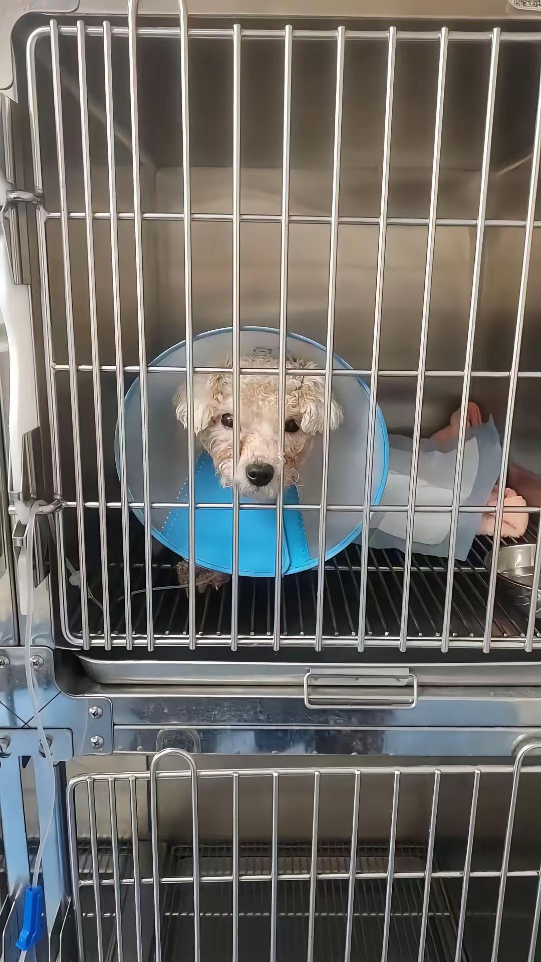 我都不忍看事情的叙述，一只比熊繁育犬，被剖腹取子，然后抛在户外。不是说猫狗的生