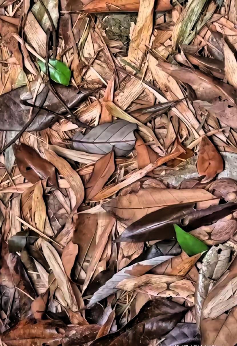 考眼力，下面图中藏着一条可怕的五步蛇能看出来的估计人不多。提醒大家一下：蛇在