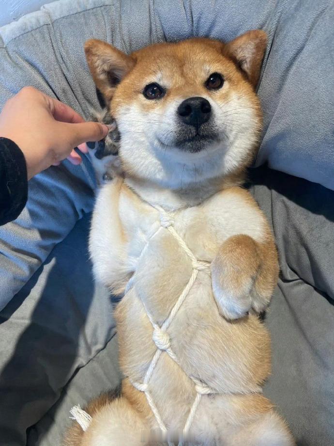 把不乖的小狗绑起来