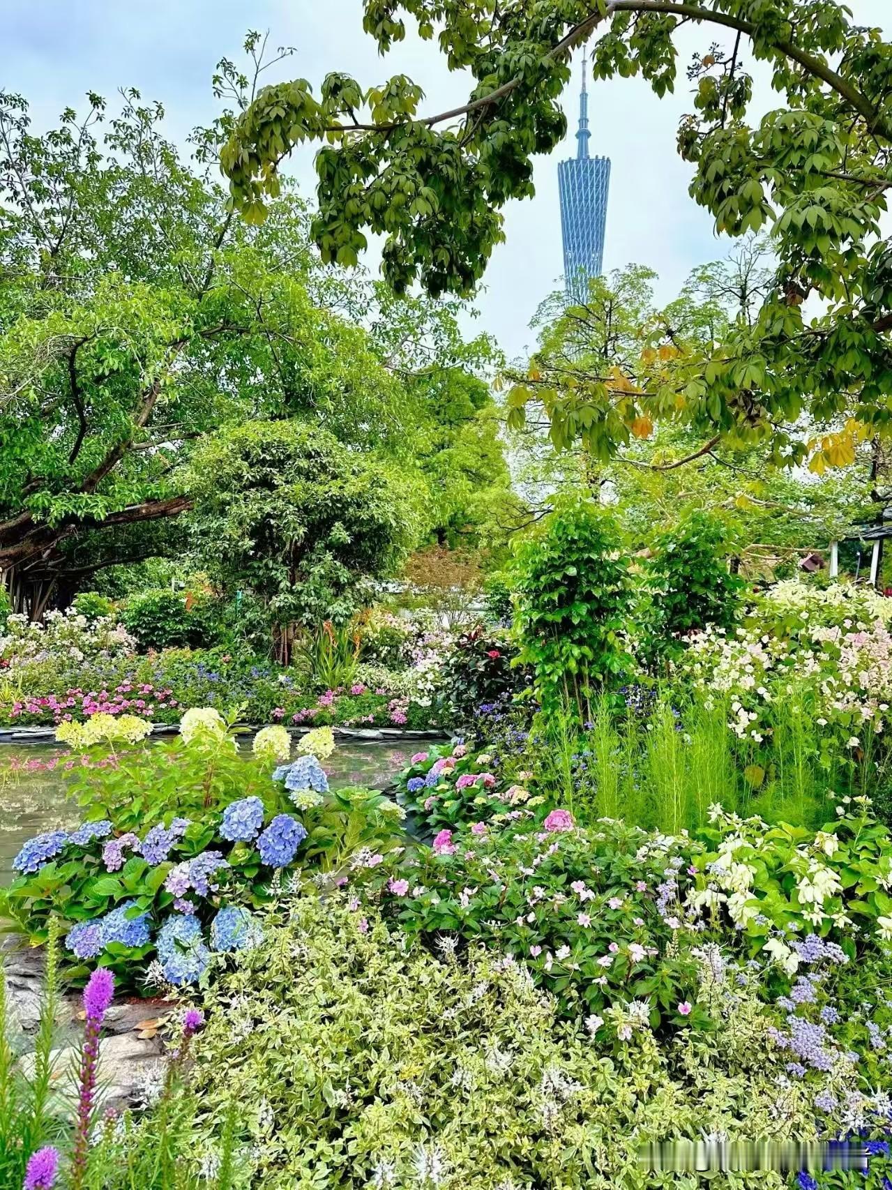 在广州塔的映衬下，花园如打翻的调色盘，绣球与各色繁花在绿意中绽放，城市的摩登与自