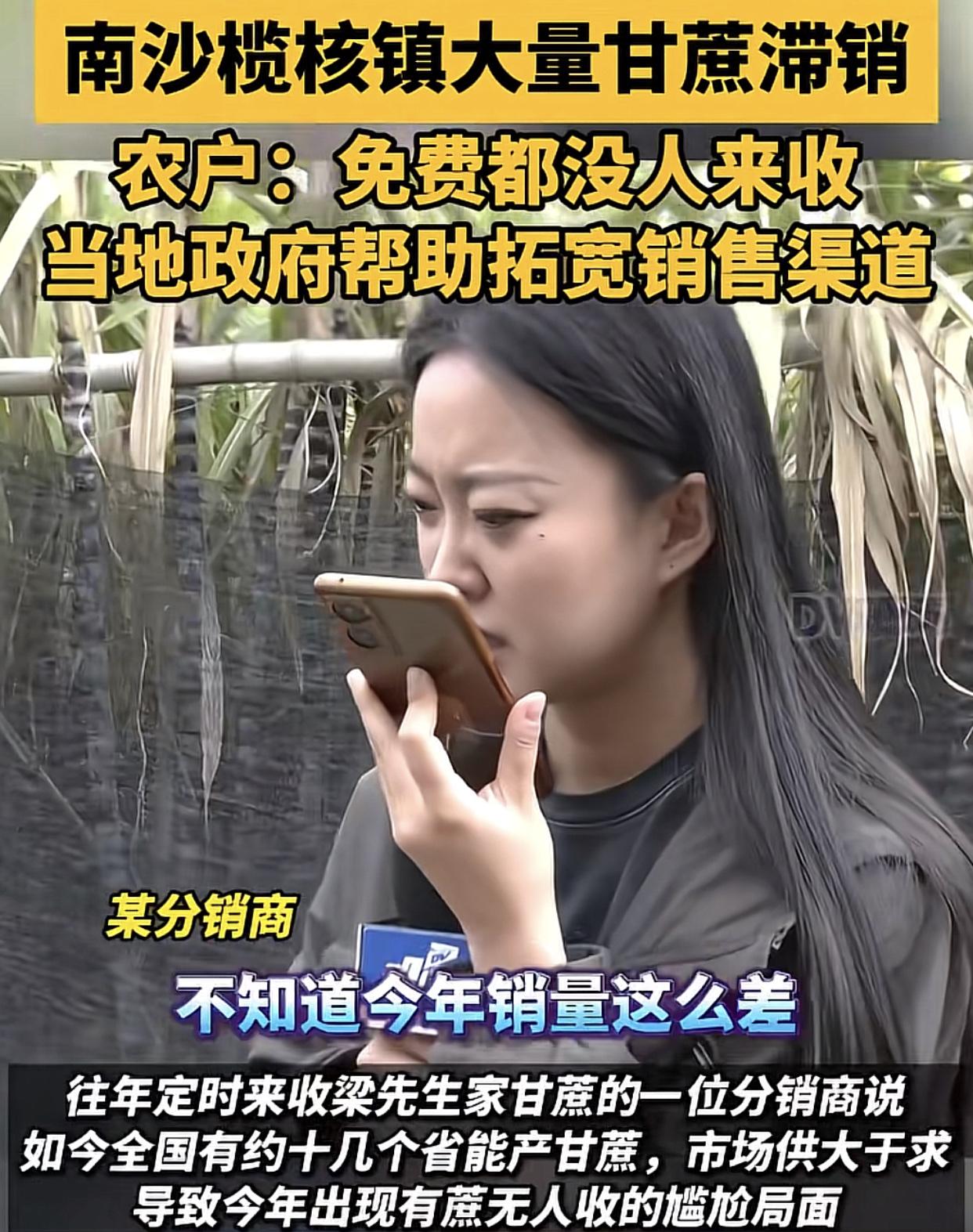 “白送都没人要！”广州南沙榄核镇的蔗农今年真的要血亏了！由于甘蔗滞销，可以说是