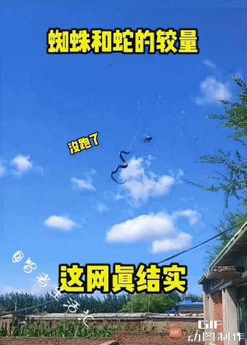 蜘蛛PK小蛇，结果令人意想不到……网友：这“天罗地网”是真结实啊！