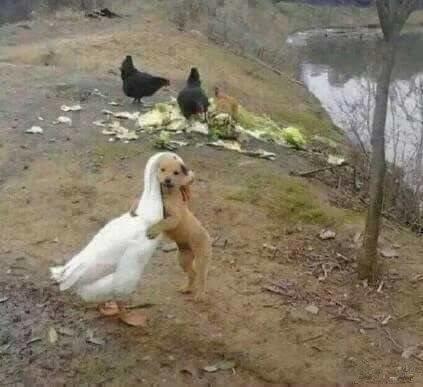 在哪里都能睡得着，而且最喜欢这种一柱擎天的睡姿~生而为狗，过分可爱啦！！！