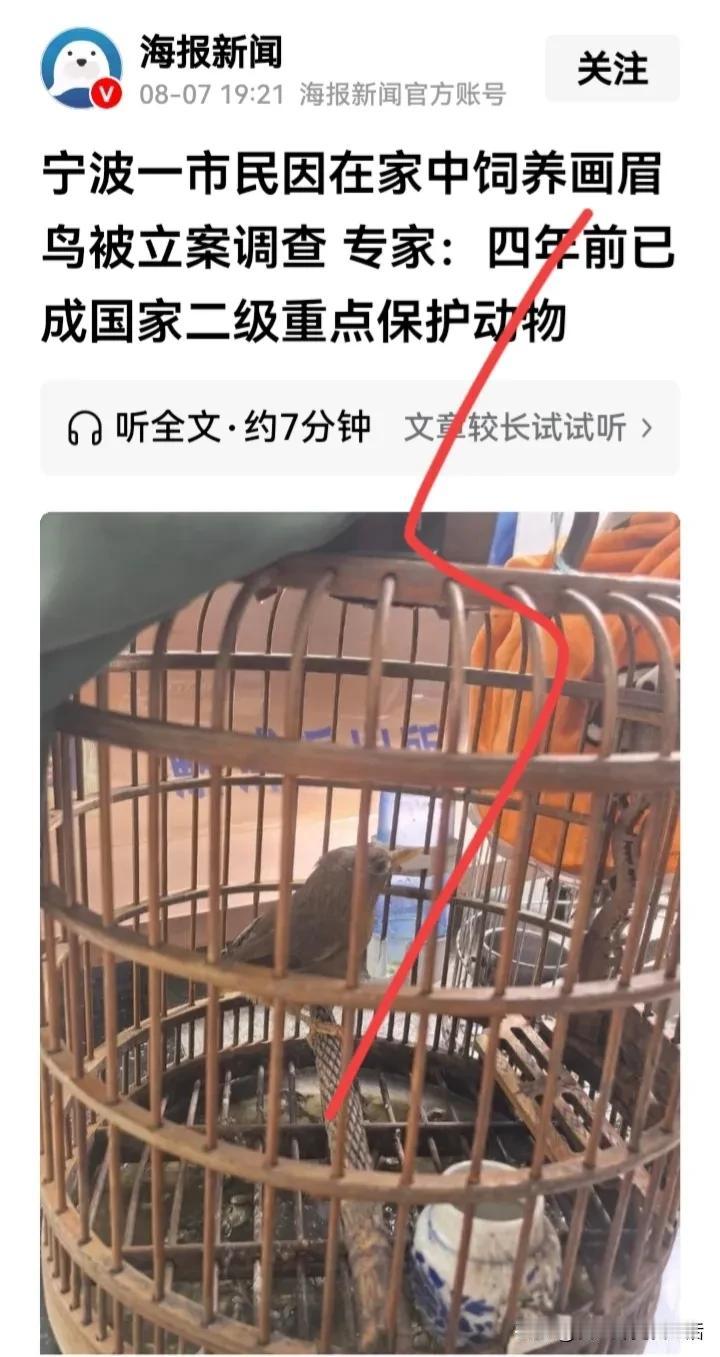 这个还真的是一个冷知识。我记得过去有很多老北京人家里养这个画眉鸟。现在竟然因