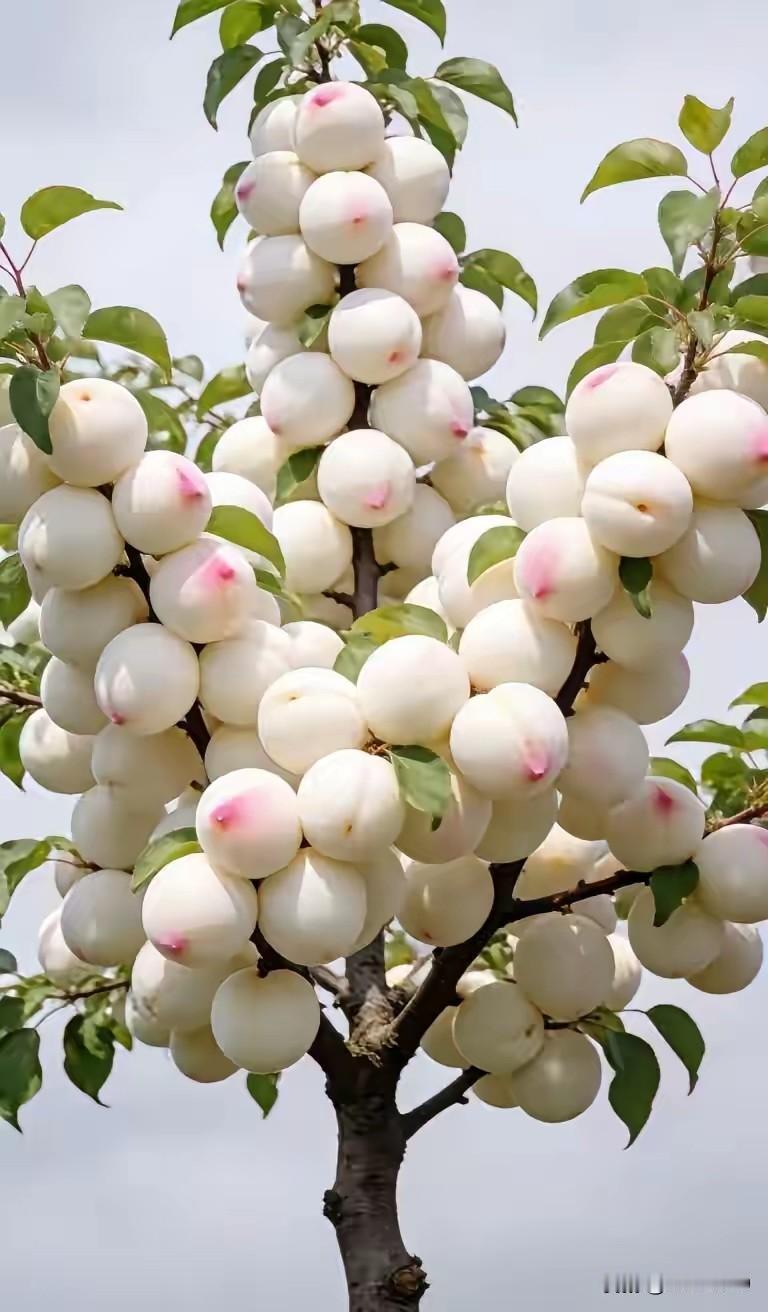 6月14日轮台县可太热闹了！阳霞镇库都克村迎宾路举办了白杏采摘体验活动。走进果园