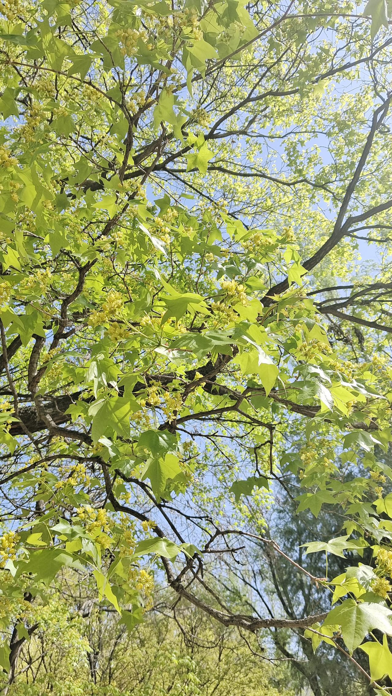 樱花绽放，春意正浓，景色美轮美奂！🌸🌸🌸踏入这片樱花林，微风轻拂而过，花瓣