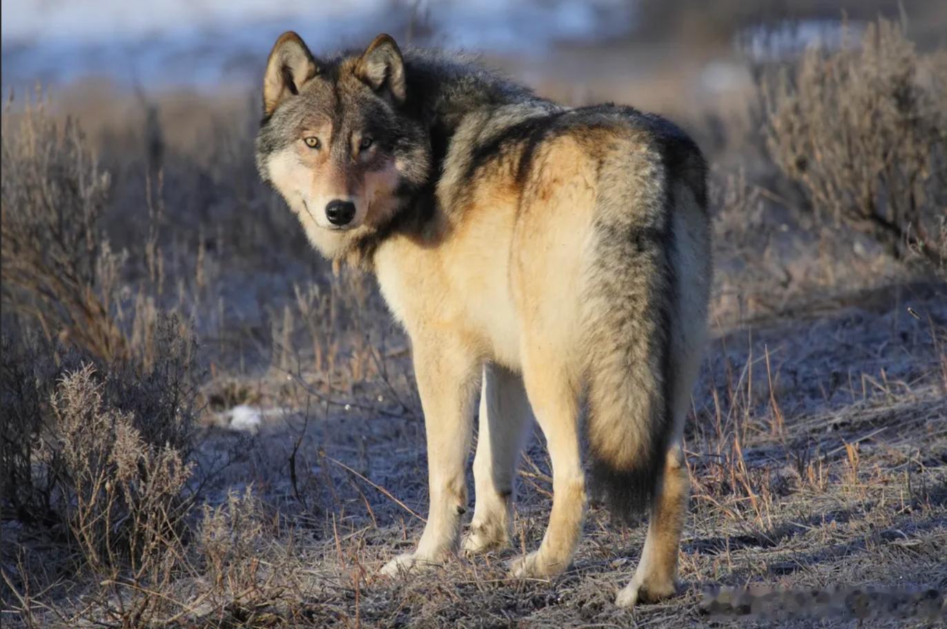 狼崽还没来得及睁眼看世界，就被同一种病毒“团灭”了🐺2025年底，黄石国家公
