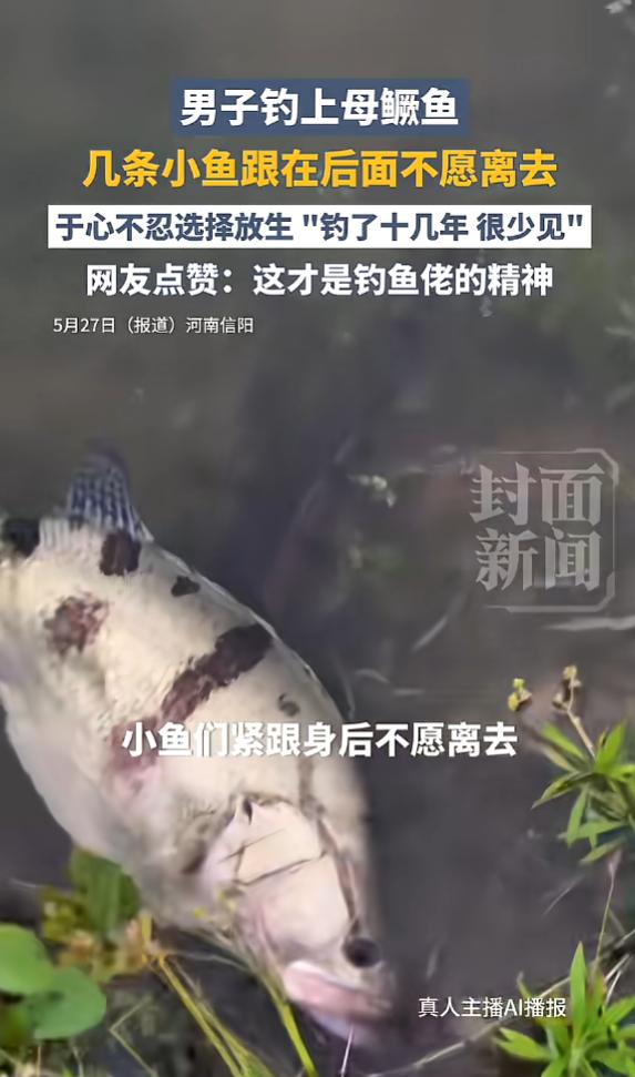 “太有灵性了！”5月28日报道，河南信阳，一男子钓上母鳜鱼后，把它拴在水里，没想
