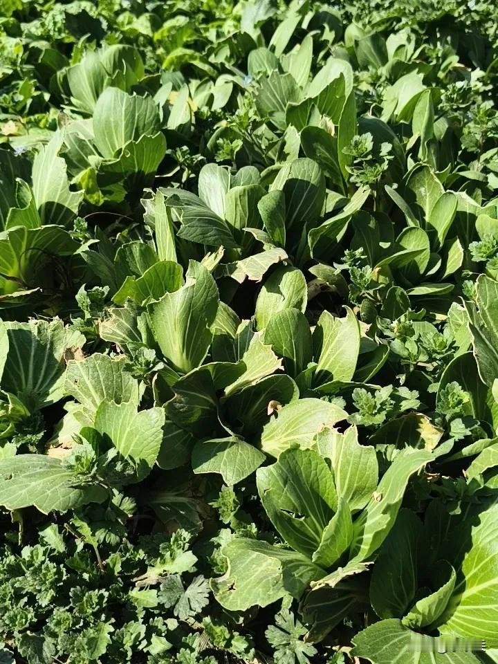 有谁知道这是什么蔬菜吗？农村人都知道吧！农家蔬菜菜蔬菜