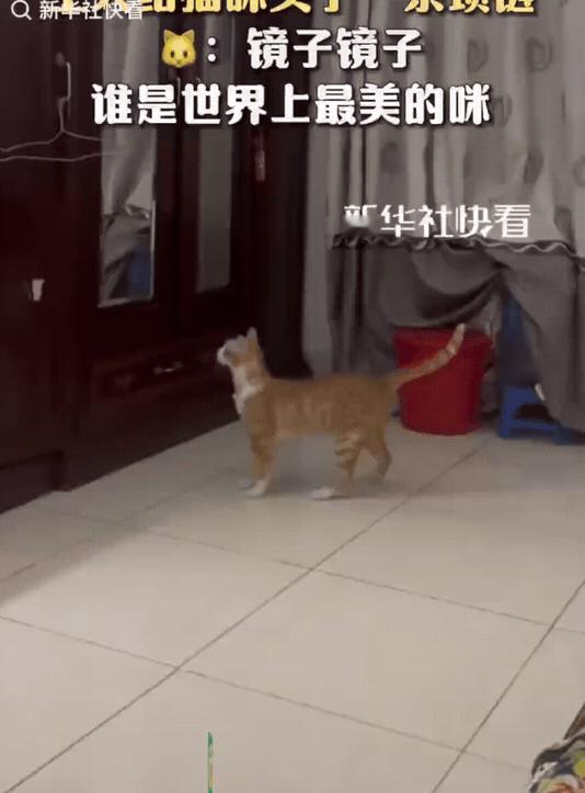 “笑不活了！”主人给猫咪的脖子上带了一串珍珠项链。没想到下一秒，猫咪向着衣柜跑