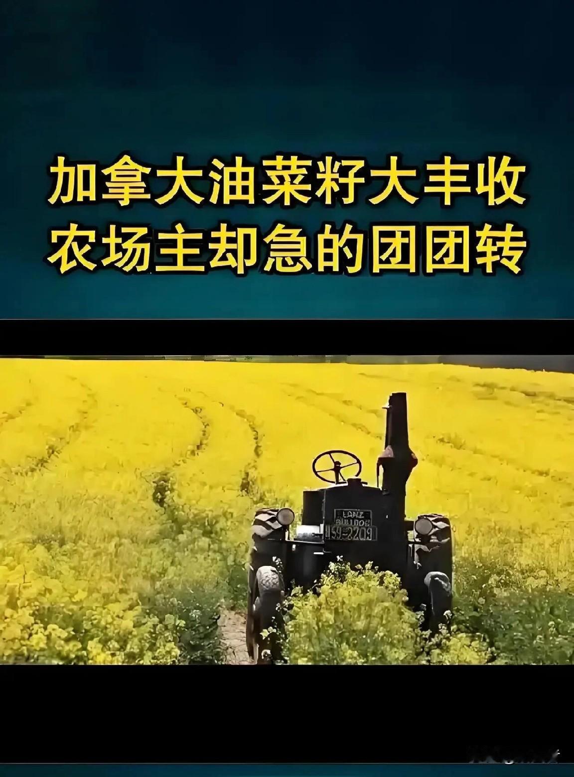 加拿大两省长“逼宫”总理？油菜籽猪肉卖不动，农民急眼了！你说奇怪不？加拿大一边