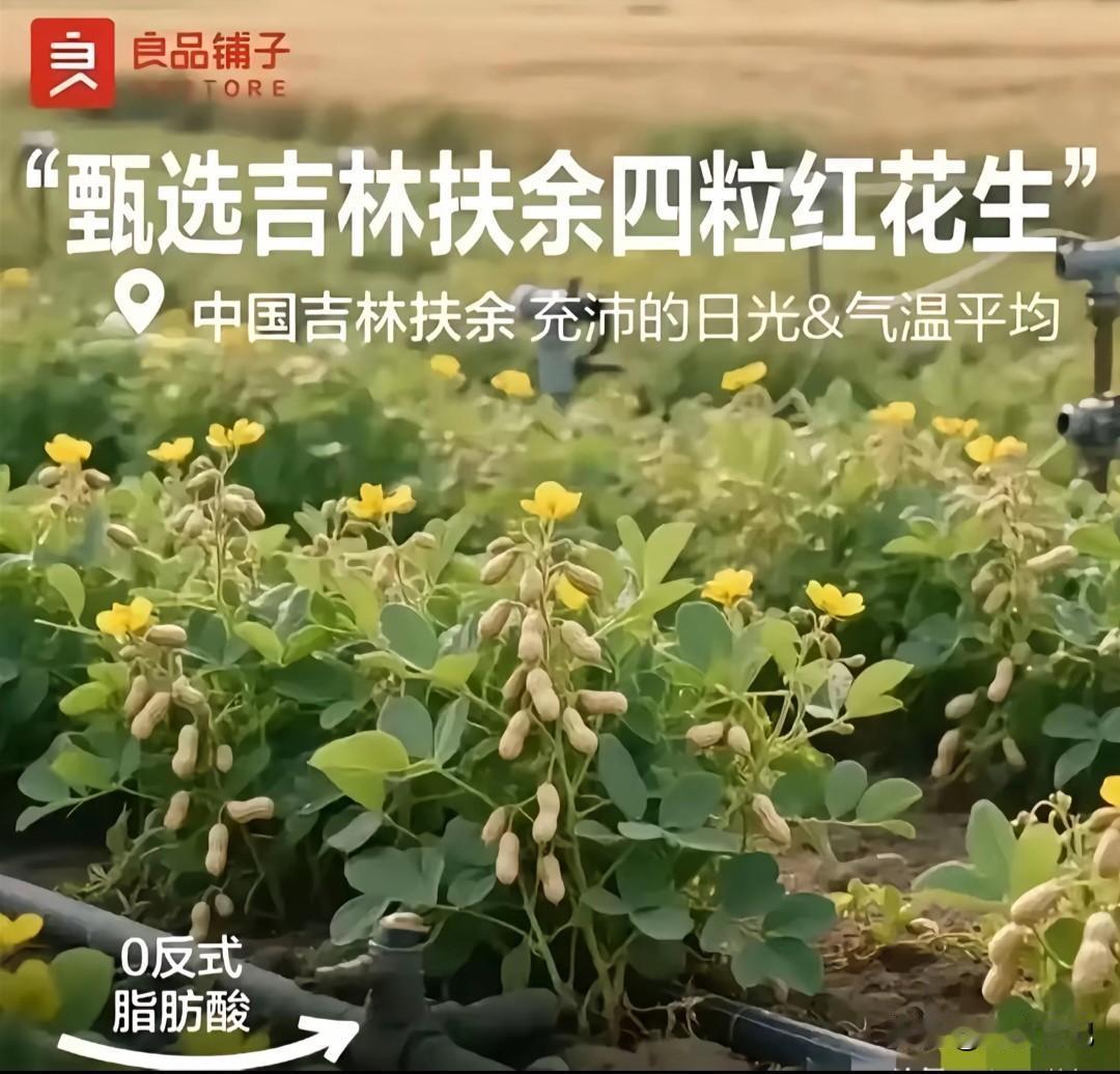 世界之大无奇不有，一直以为树上结花生只是段子，没想到在吉林省竟然真的培育出了树上