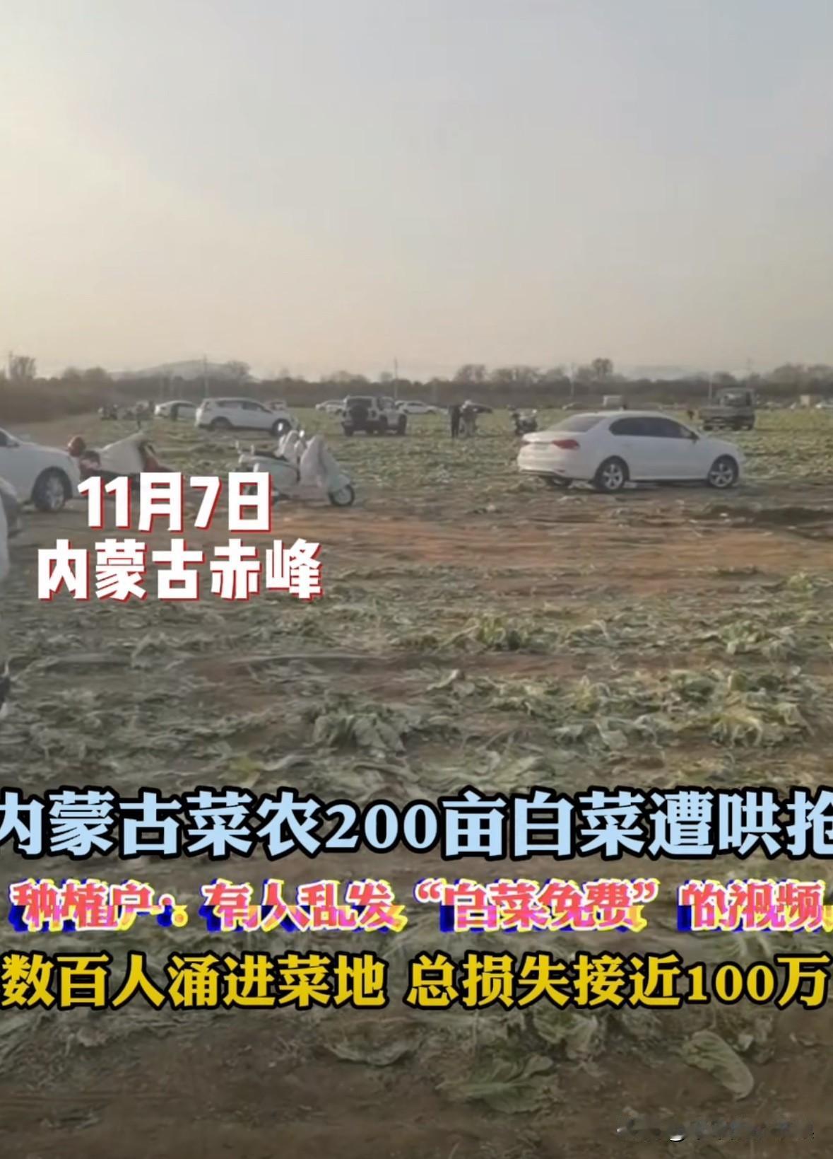 内蒙古一位大哥种了两百亩白菜，惨遭众人哄抢。大哥说：“有人乱发视频，白菜免费，