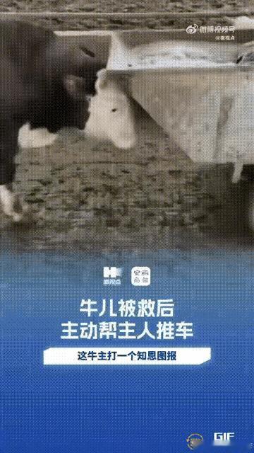 万物皆有灵性！安徽，一对普通夫妻用心经营的养牛场，竟然藏着一段令人动容的奇迹。这