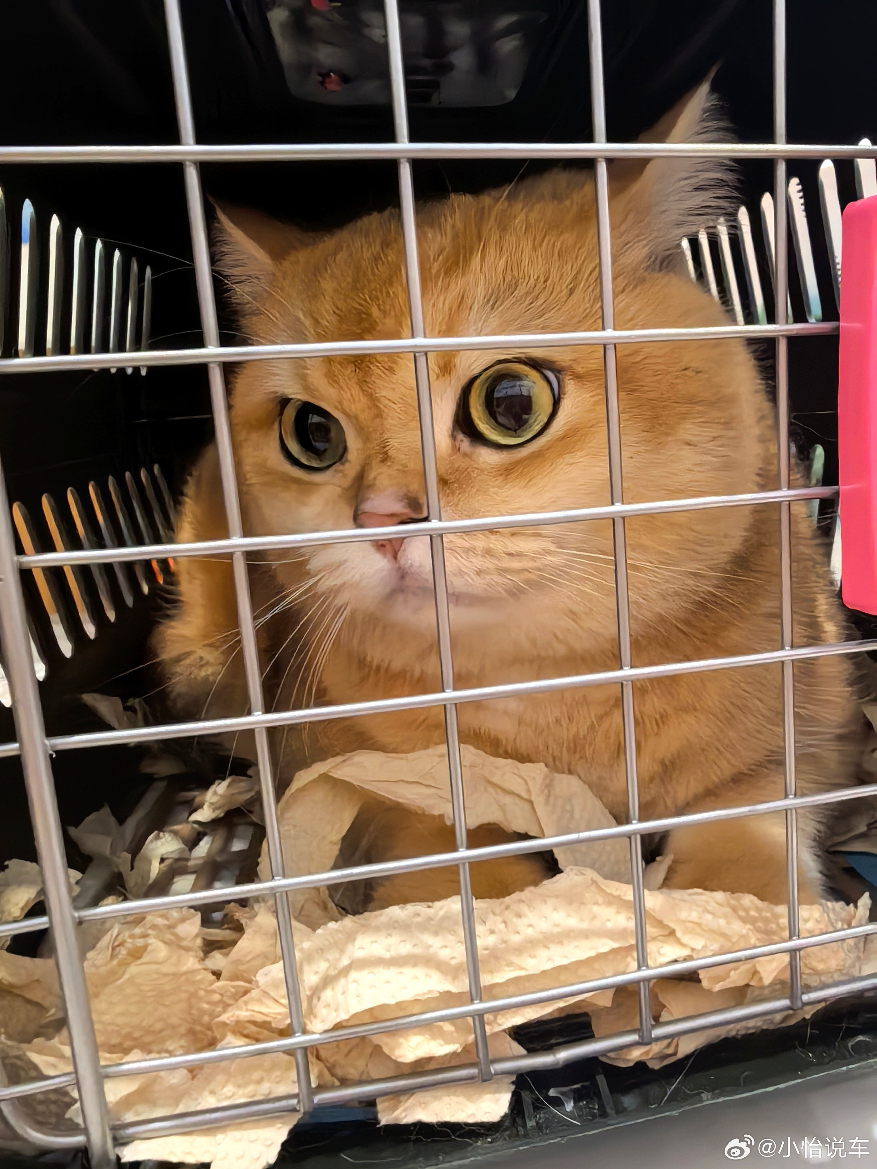 给小猫喂药，它真的好抗拒啊，脸歪一边，就是不吃，真像一个小孩子[大笑][大笑][