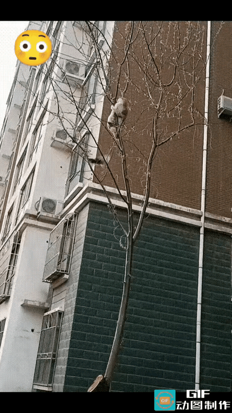 这就是现世报，来得快！平时猫咪总欺负小鸟，这次想偷袭喜鹊，结果反被喜鹊追着