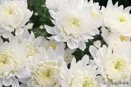 这几天参加家族里面的白事儿，深有感触有的事情你不亲身经历一次，你就没有直观的感