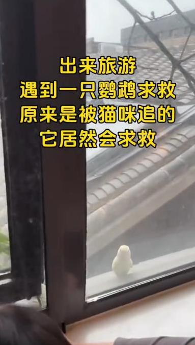“万物皆有灵！”山东，一家人外出旅游在酒店休息时，突然发现阳台上有只鹦鹉疯狂扒拉