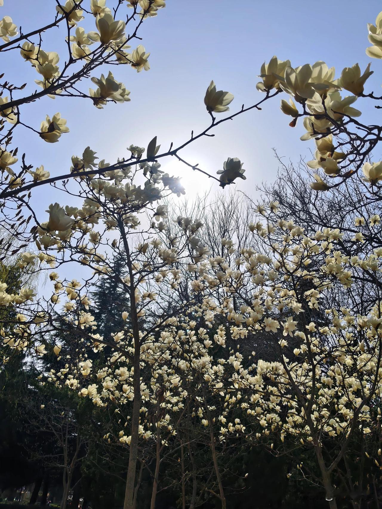 枝头的樱花盛满春光，风一吹，便化作漫天飞舞的粉雪，浪漫了整个春天的眉眼。