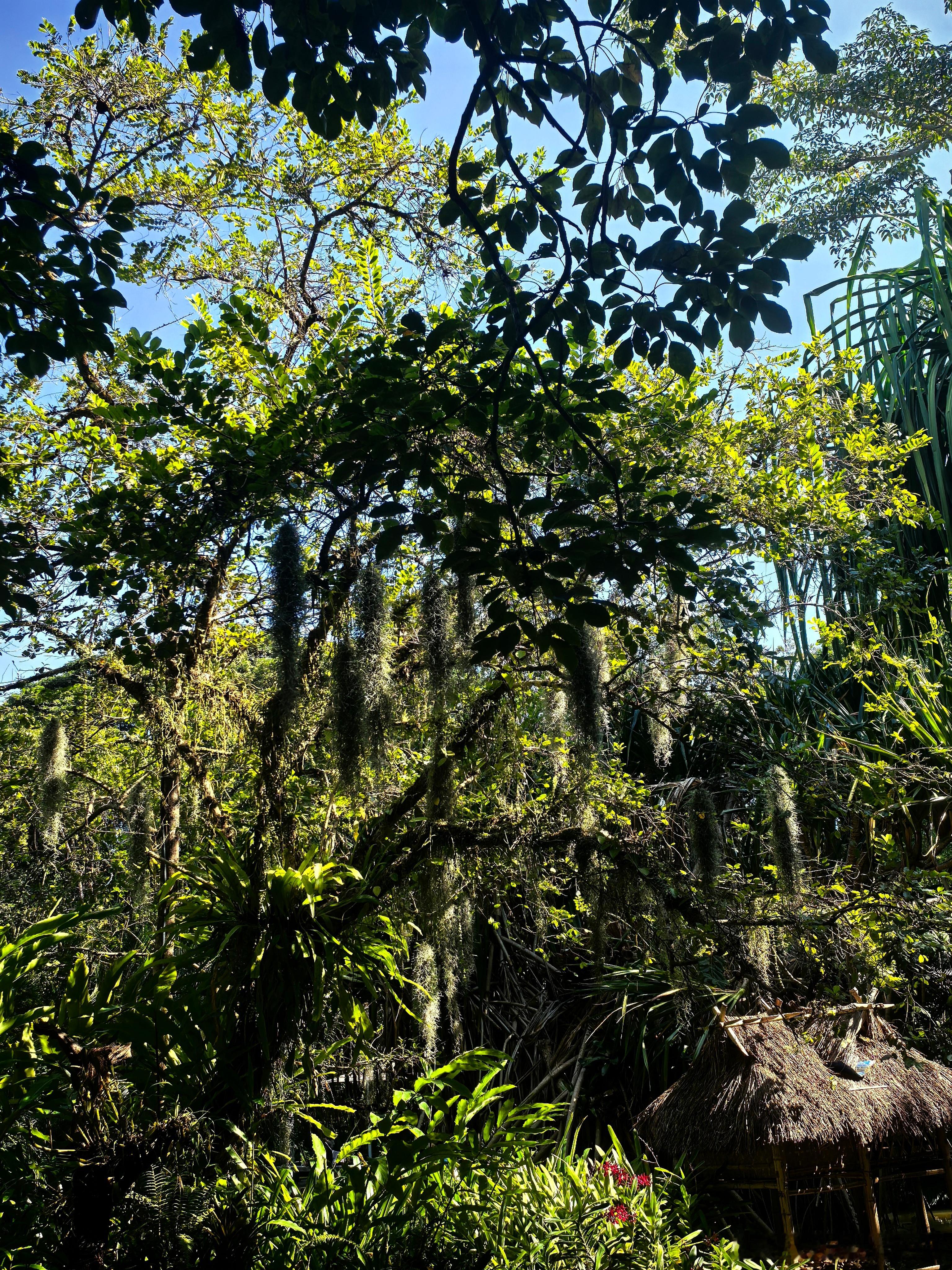 中科院植物园很值得一去，奇珍异树很多，而且挺凉快的。​​​