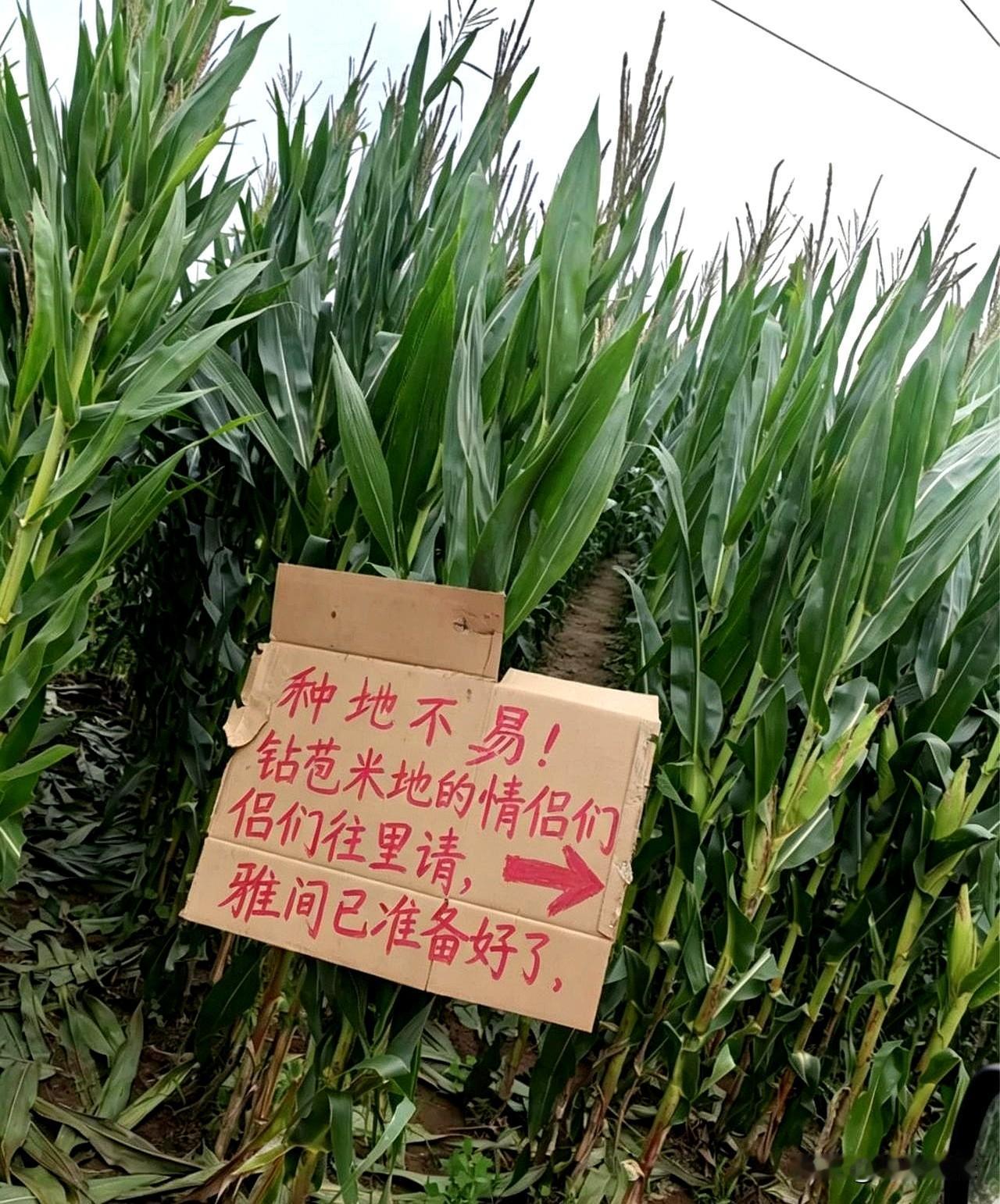 见过防贼防乱踩的，真没见过连“VIP雅间”都给提前铺好的！路过一片苞米地，硬是