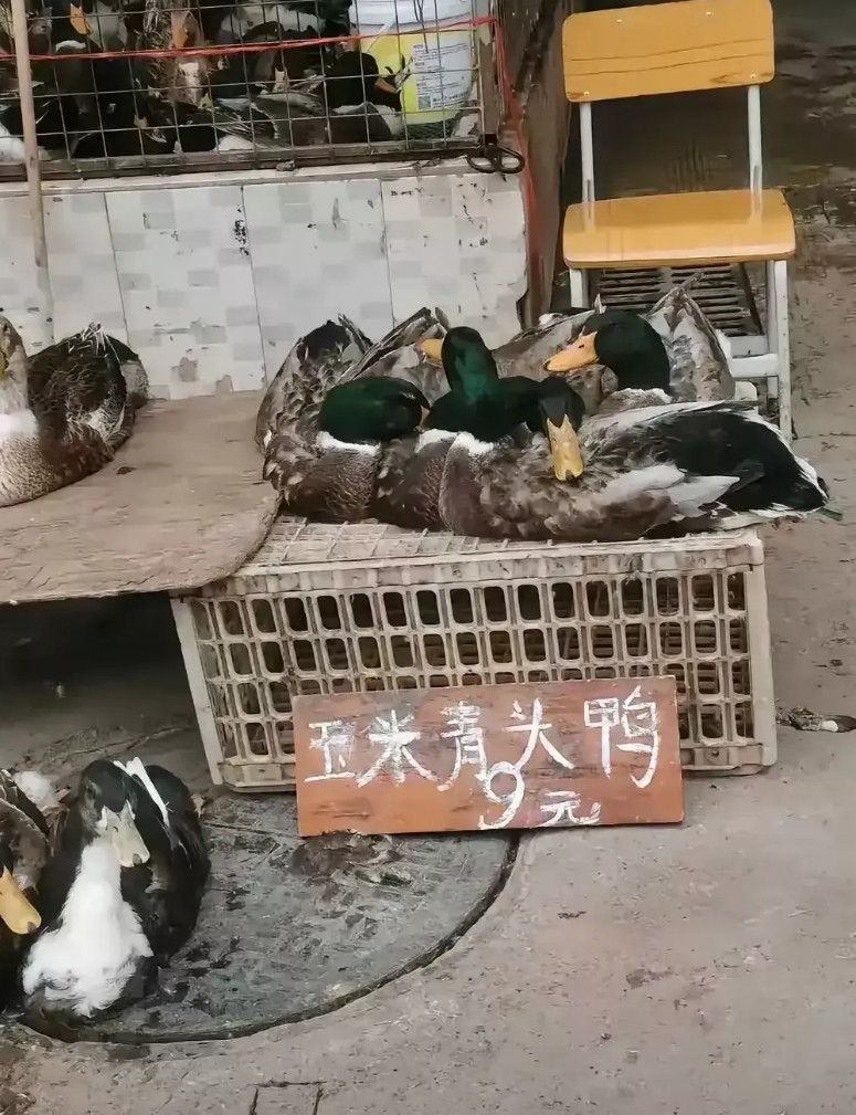 广西桂林，有一名女子跟家人到桂林旅游，在当地一个小镇农贸市场上，看到卖鸭子的档口