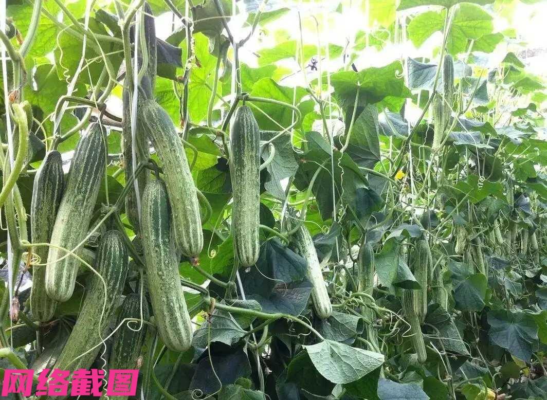 某男子因这次吃了自家种植的黄瓜凉拌后，途中还因黄瓜苦味只吃了半根，可半会儿感觉到