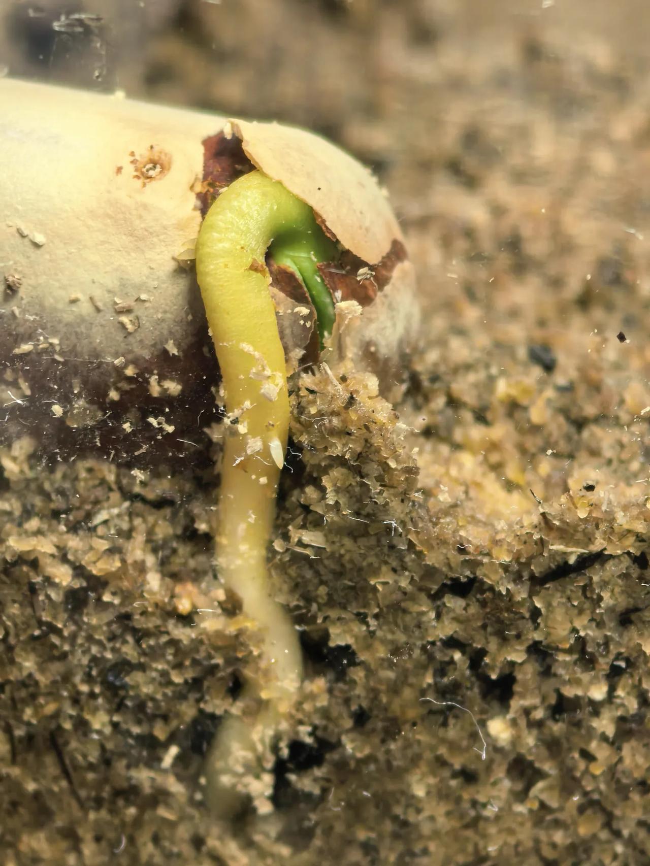 菠萝蜜种子种植后四天的生长效果，每一天都长一点毛细跟，生长速度太慢了，可能是室内