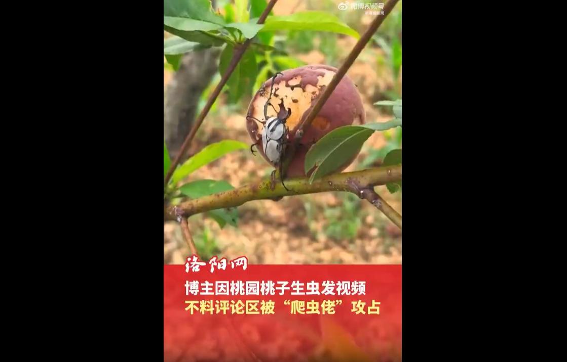 2026年6月，云南昆明一名桃农为展示自家桃子不打农药、原生态无公害，拍视频求助