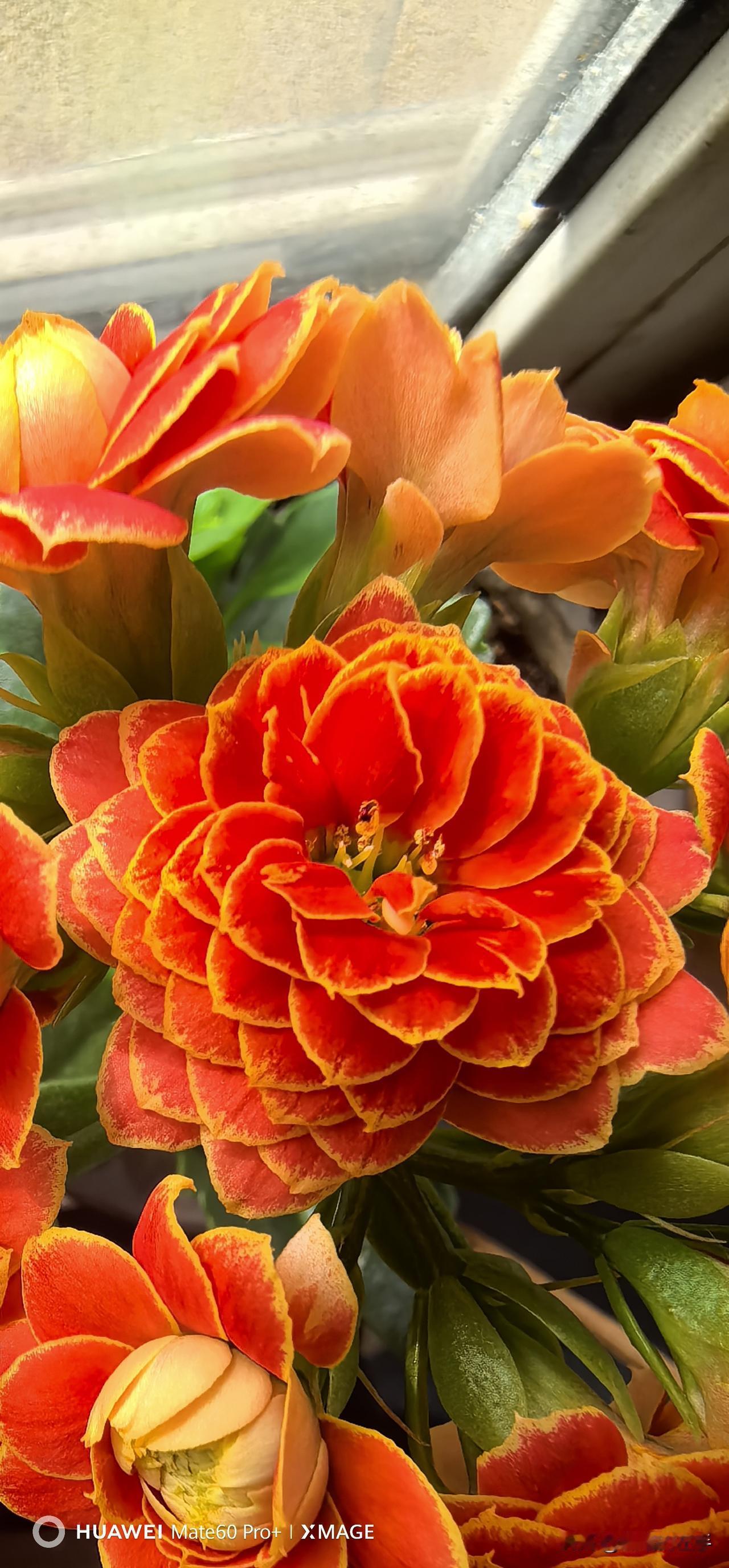 晒图笔记大赛这一盆金边重瓣的长寿花特别适合于冬天种植。在春节到来之前，当它盛开的