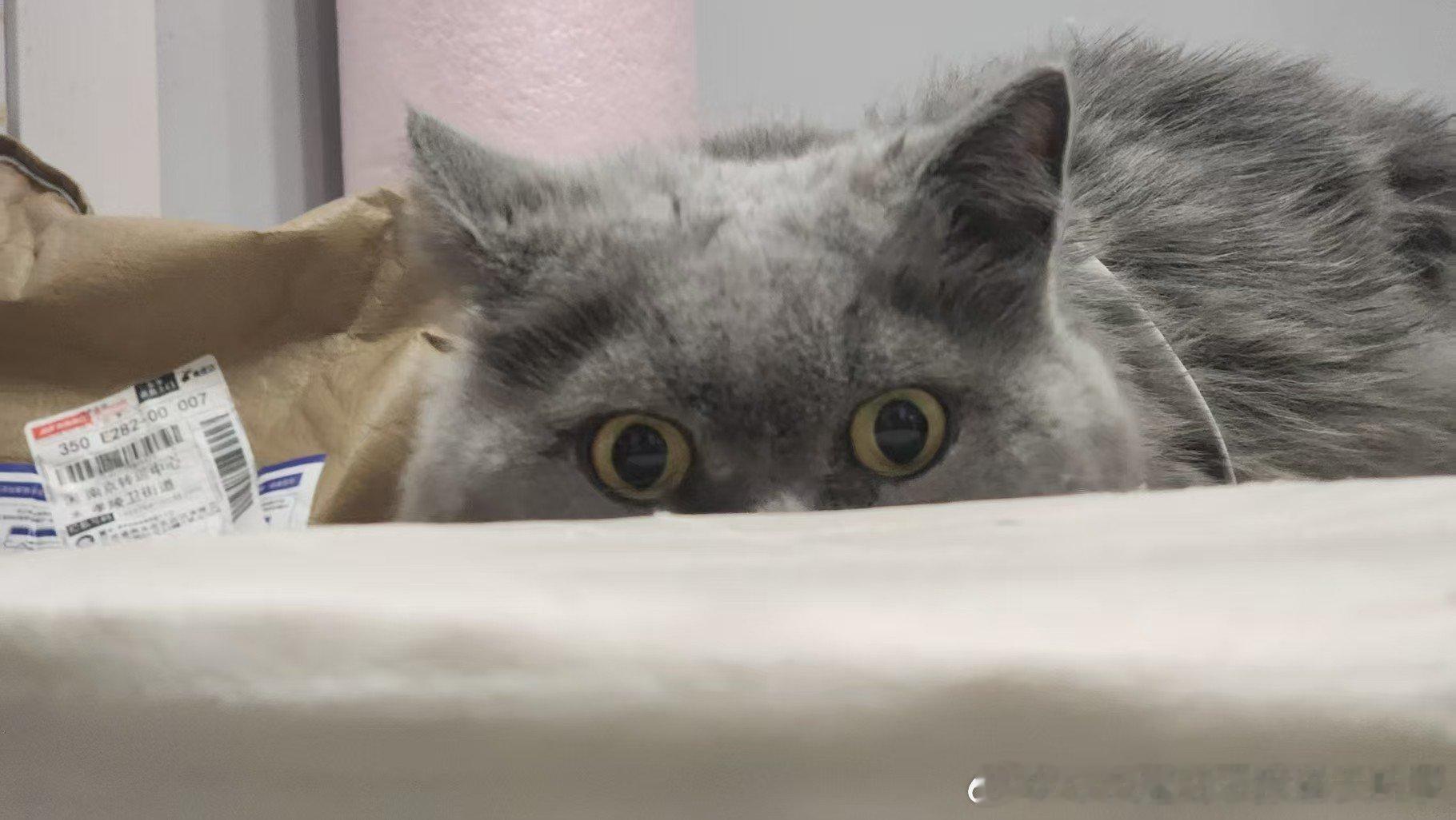 我收回说新捡的猫非常善良这句话，蓝猫真是不负刻板印象的脾气大，举了一公里不挣扎可