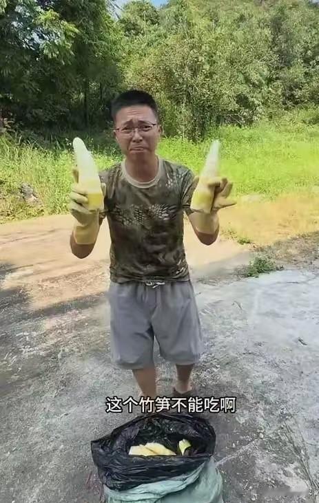 太难了！百亿麻竹笋产业，经不起一锅硫磺。清远英德是全国麻竹笋种植面积最大的地区