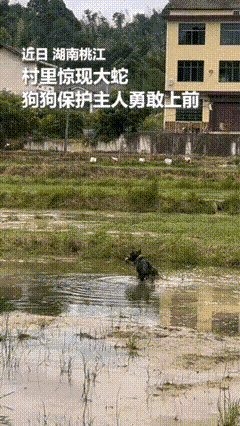 万万没想到，连人民日报都转发了！湖南桃江，主人正在水田边干活，一条蛇突然从草丛